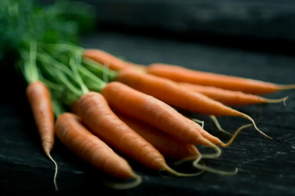 carrot